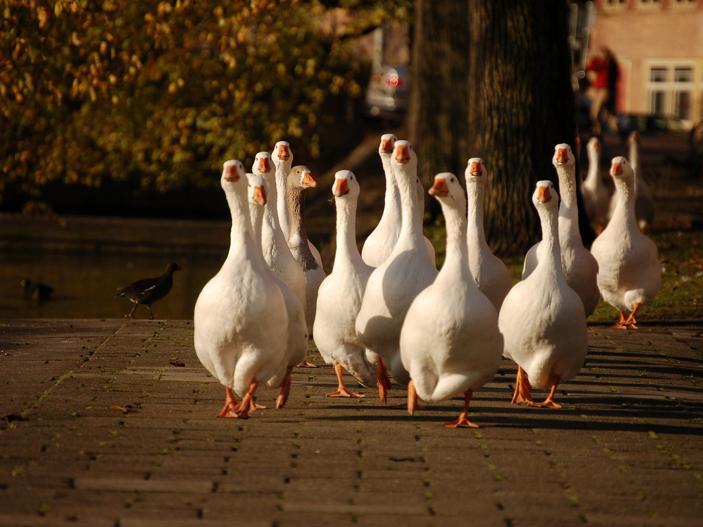 ducks in amsterdam